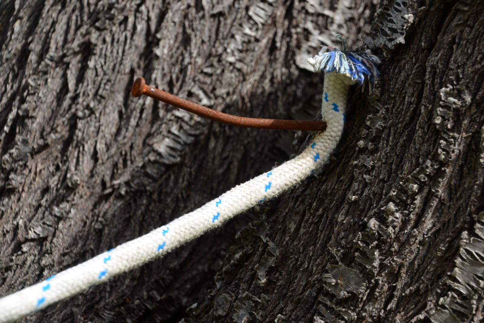 Nikon D5100 sample photo. Nailed, rope, nail photography