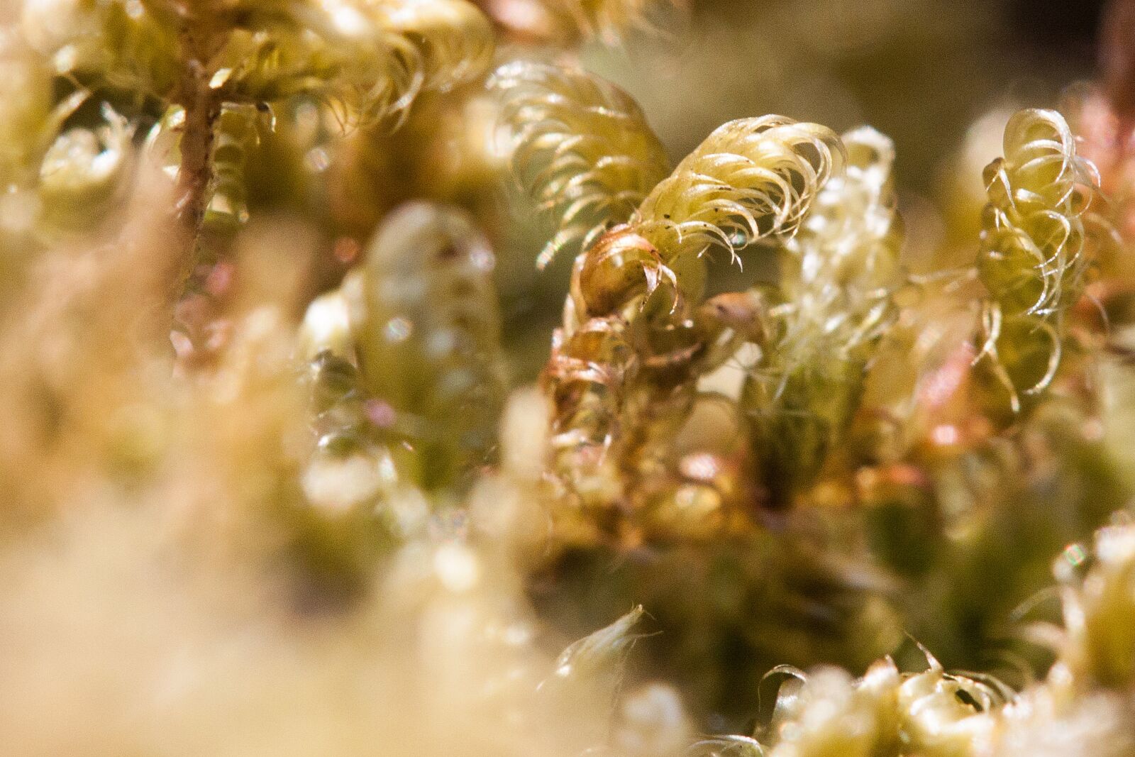 Canon EOS 50D sample photo. Moss, macro, green photography