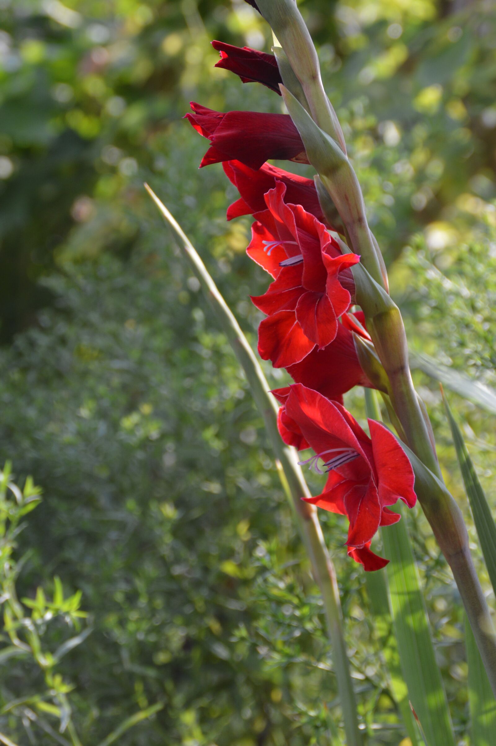 Nikon D3200 sample photo. Flower, gladiolus, summer photography