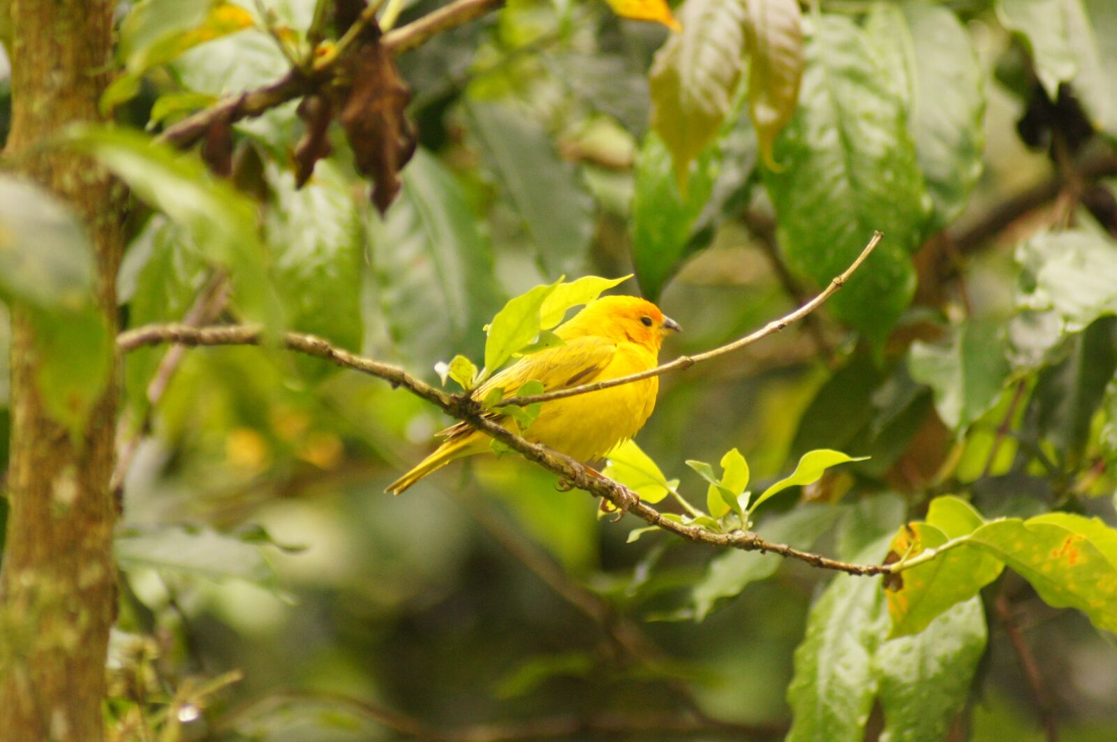 Sony SLT-A55 (SLT-A55V) sample photo. Birds, quimbaya, quindio photography