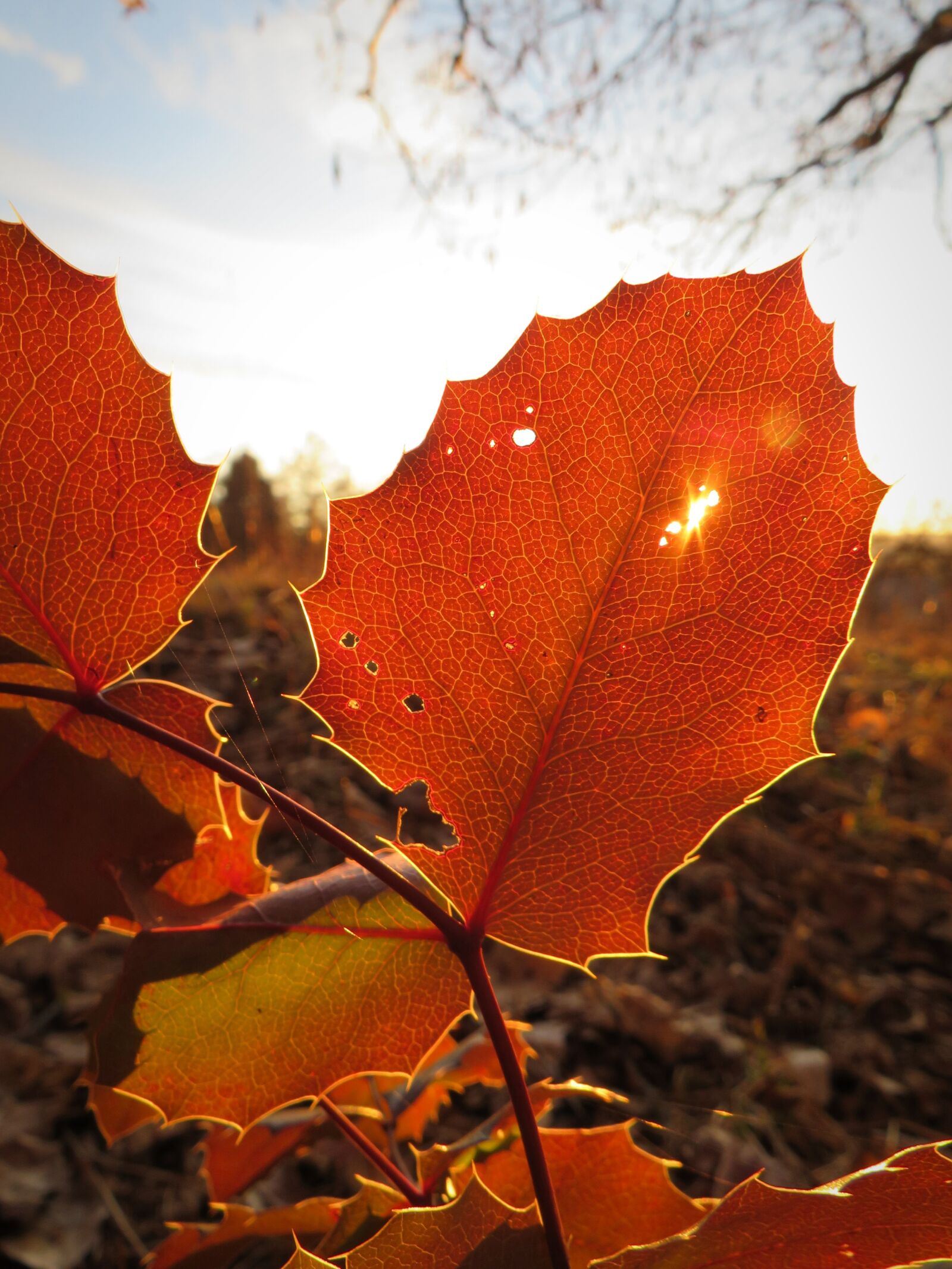 Canon PowerShot SX540 HS sample photo. Leaf, foliage leaf, leaves photography