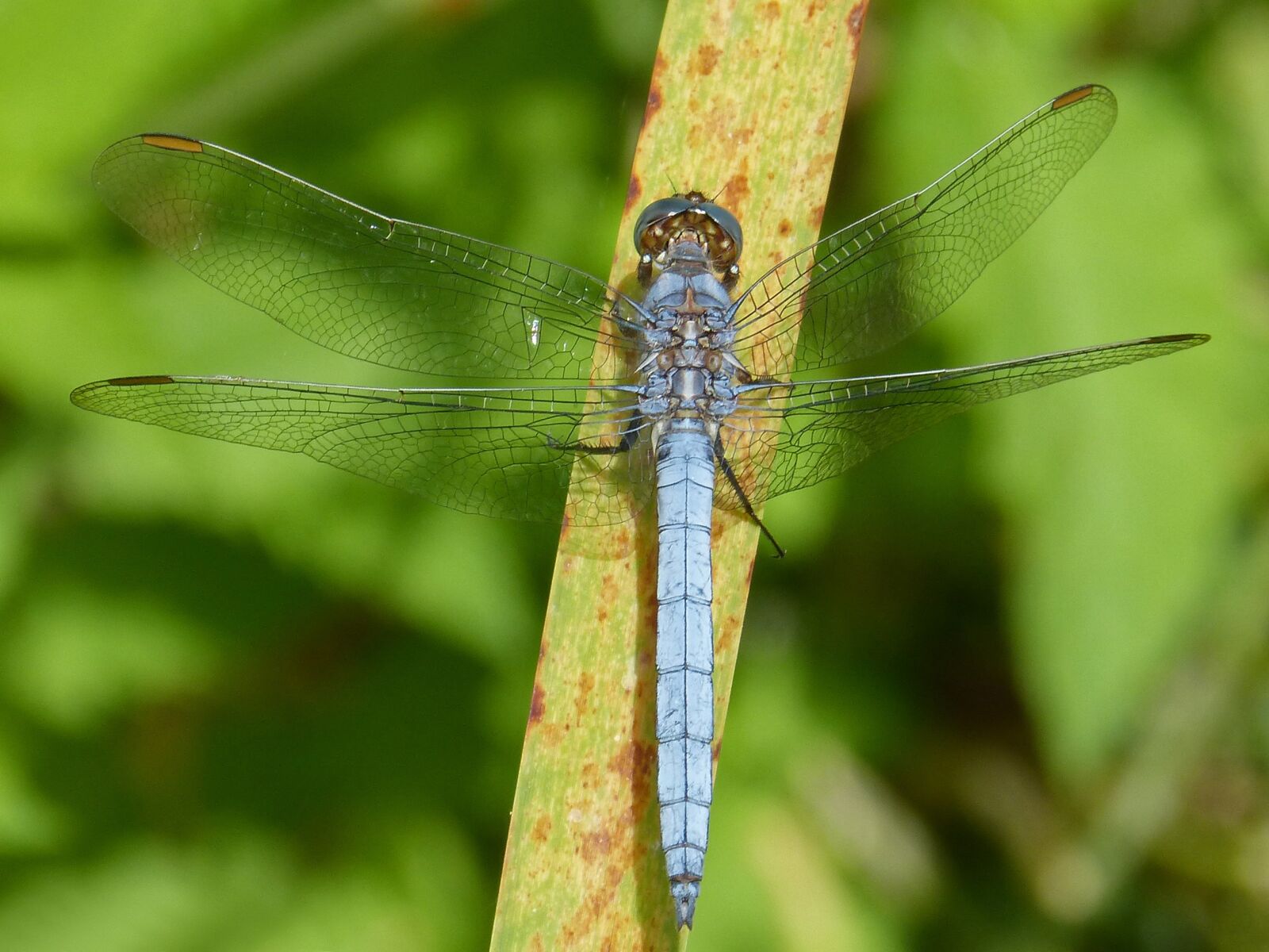 Panasonic DMC-FZ62 sample photo. Dragonfly, blue dragonfly, leaf photography