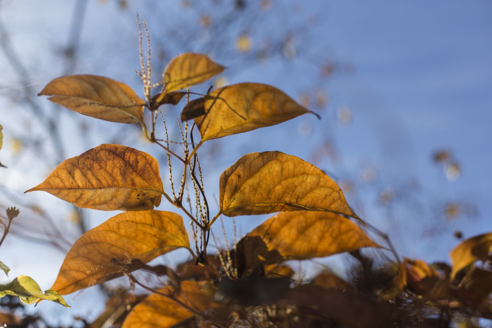 Canon EOS 6D + Canon EF 50mm F1.4 USM sample photo. Autumn, late autumn, leaves photography