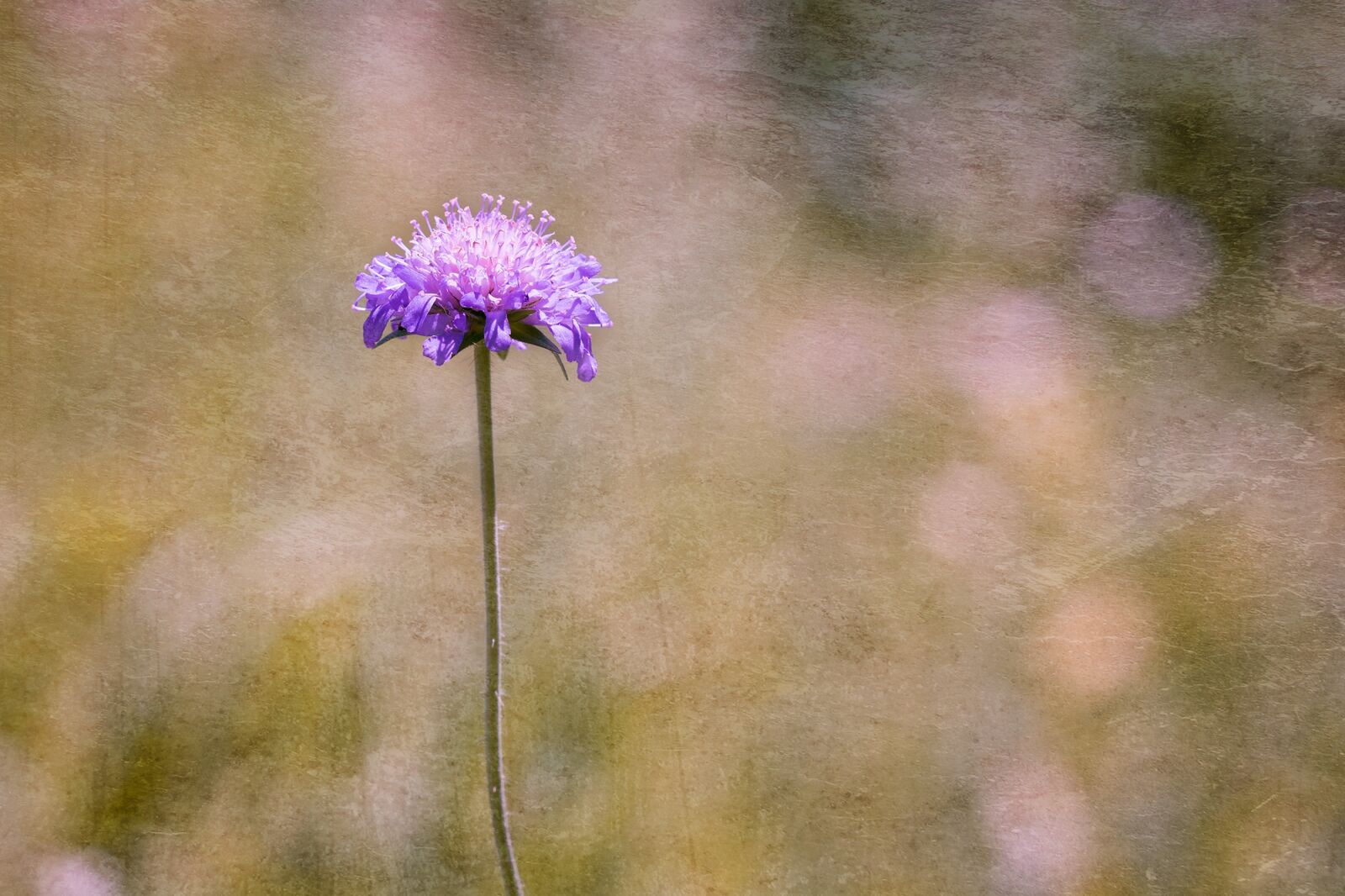 Nikon D7100 sample photo. Deaf-skabiose, scabiosa columbaria, caprifoliaceae photography