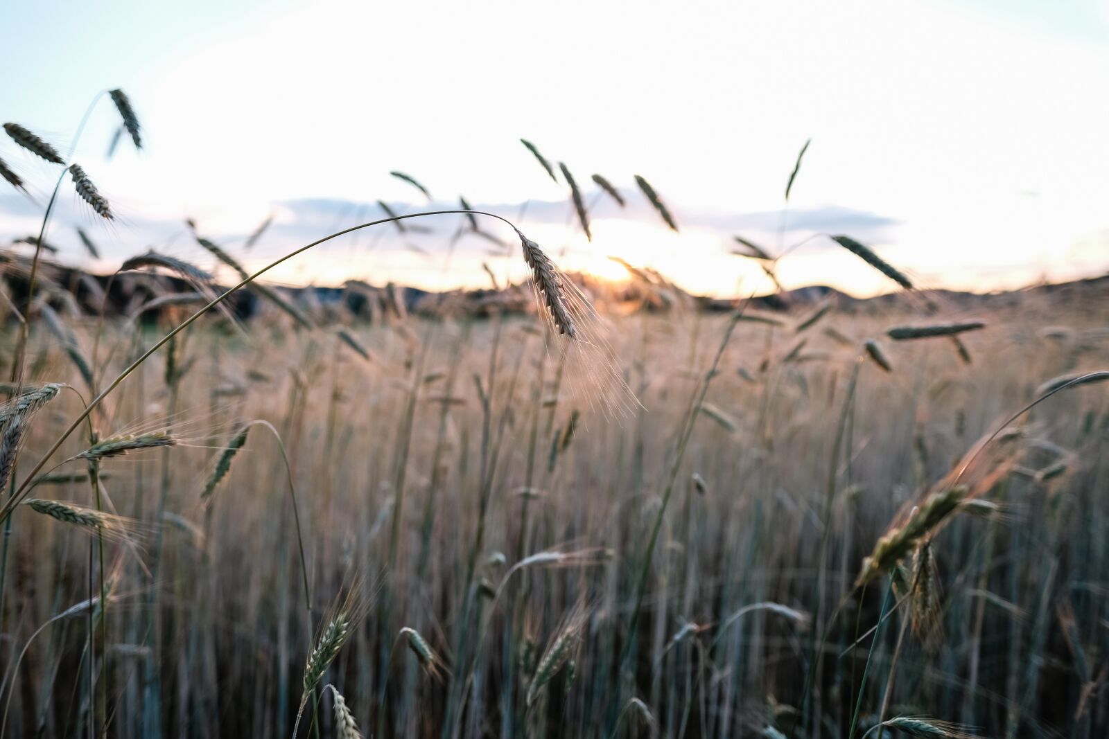 Fujifilm X-T2 + Fujifilm XF 16mm F1.4 R WR sample photo. Nature, sky, grass photography