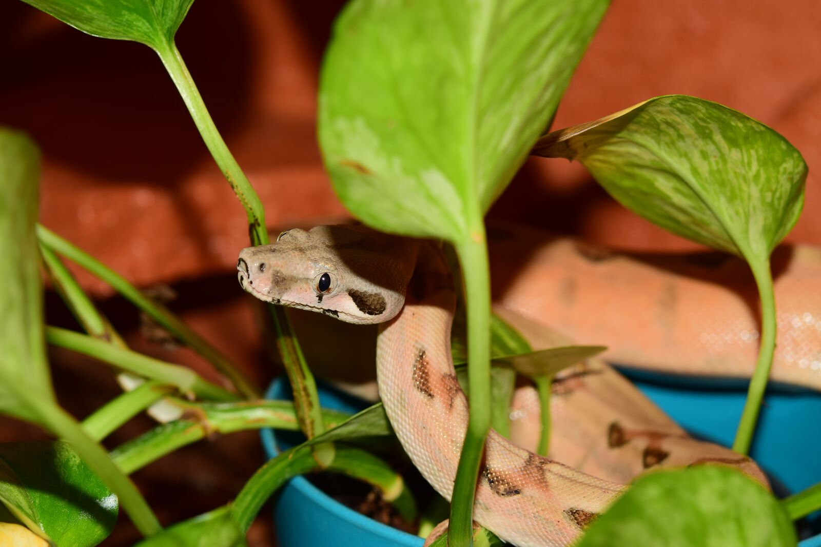 Nikon D5300 sample photo. Snake, boa, boa constrictor photography