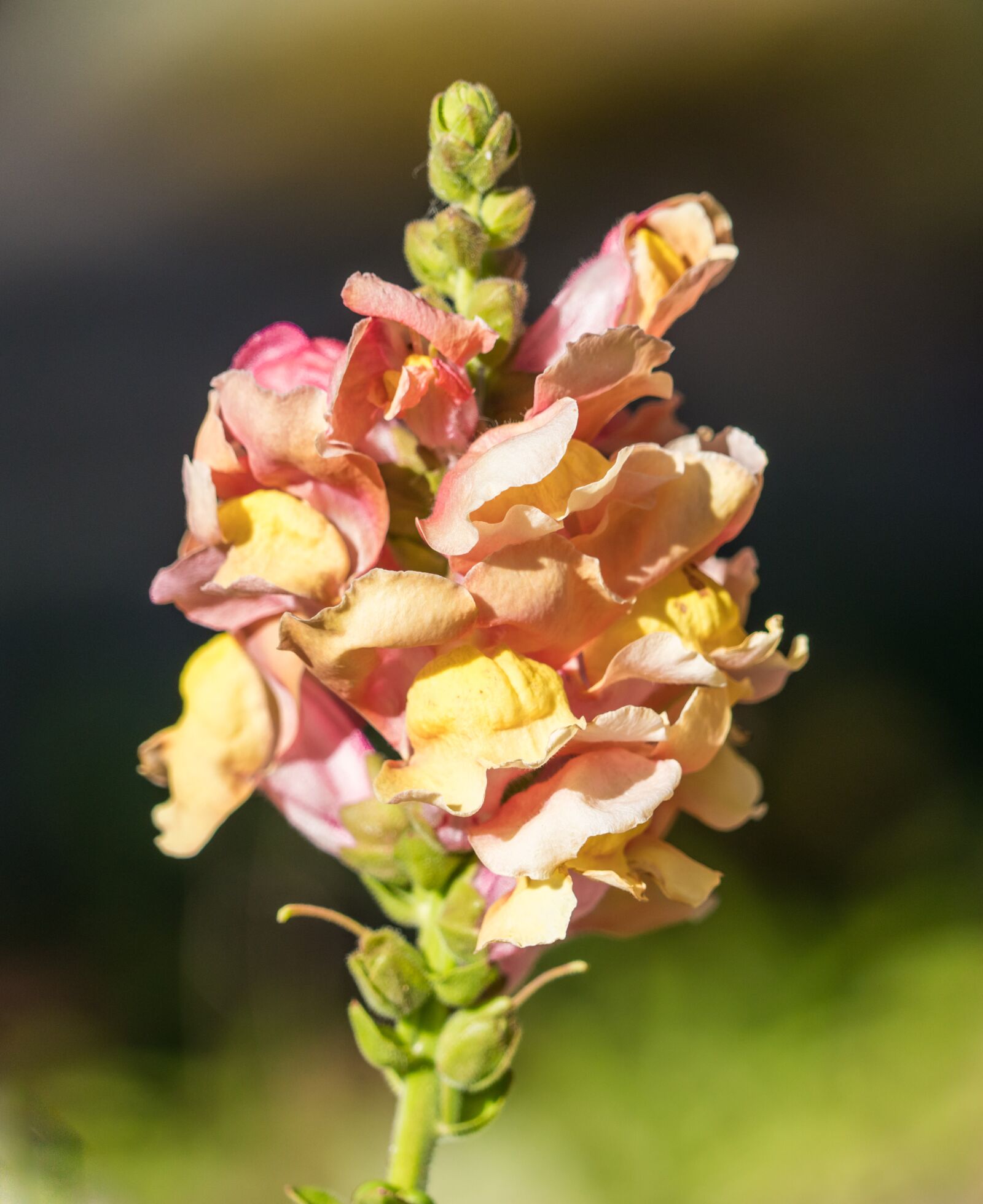 Sony a7R II + Sony FE 24-240mm F3.5-6.3 OSS sample photo. Lupin, flower, yellow photography