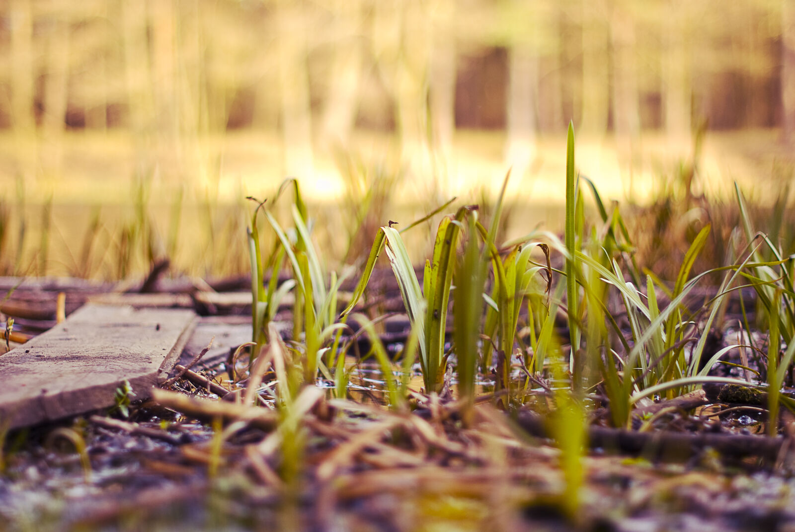 Nikon D60 sample photo. River, scrub, spinney photography