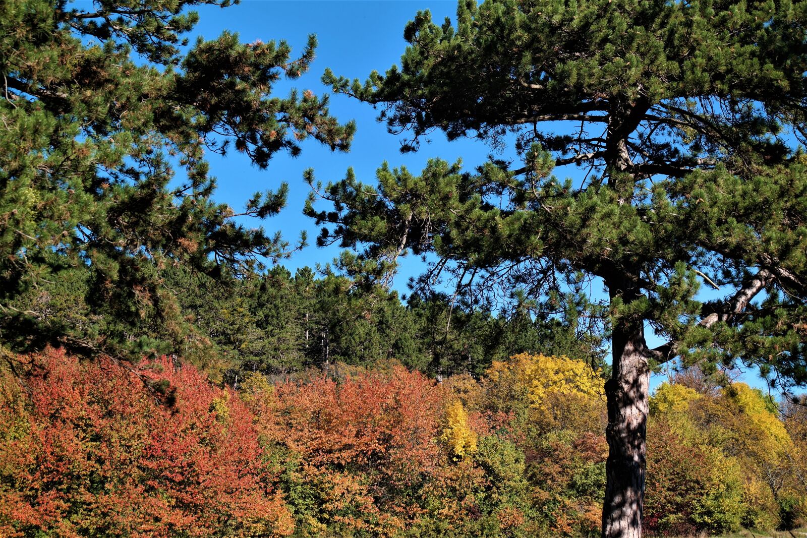 Samsung NX30 + NX 50-200mm F4-5.6 sample photo. Trees, autumn, fall foliage photography