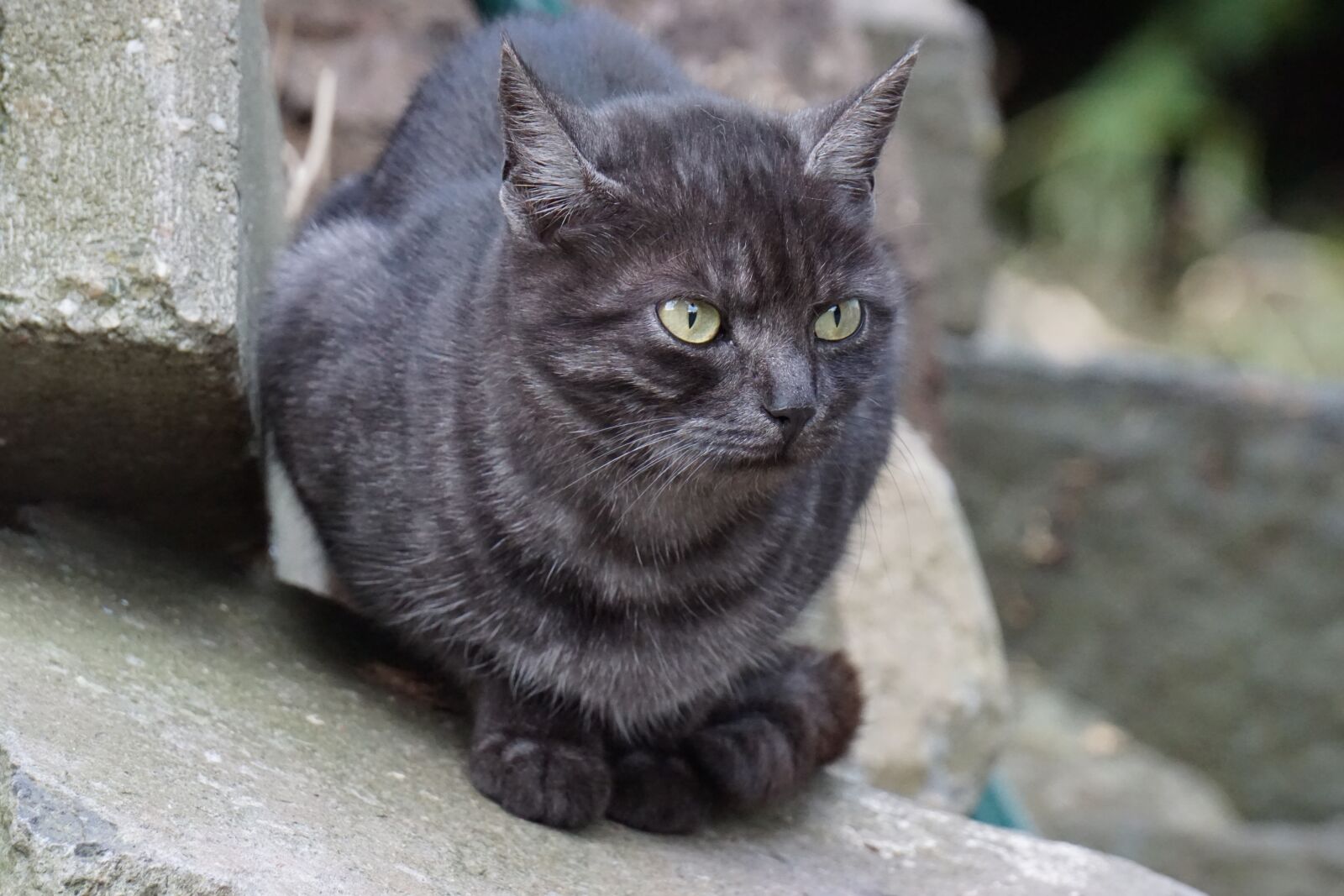 Sony E 55-210mm F4.5-6.3 OSS sample photo. Cat, animal, pet photography