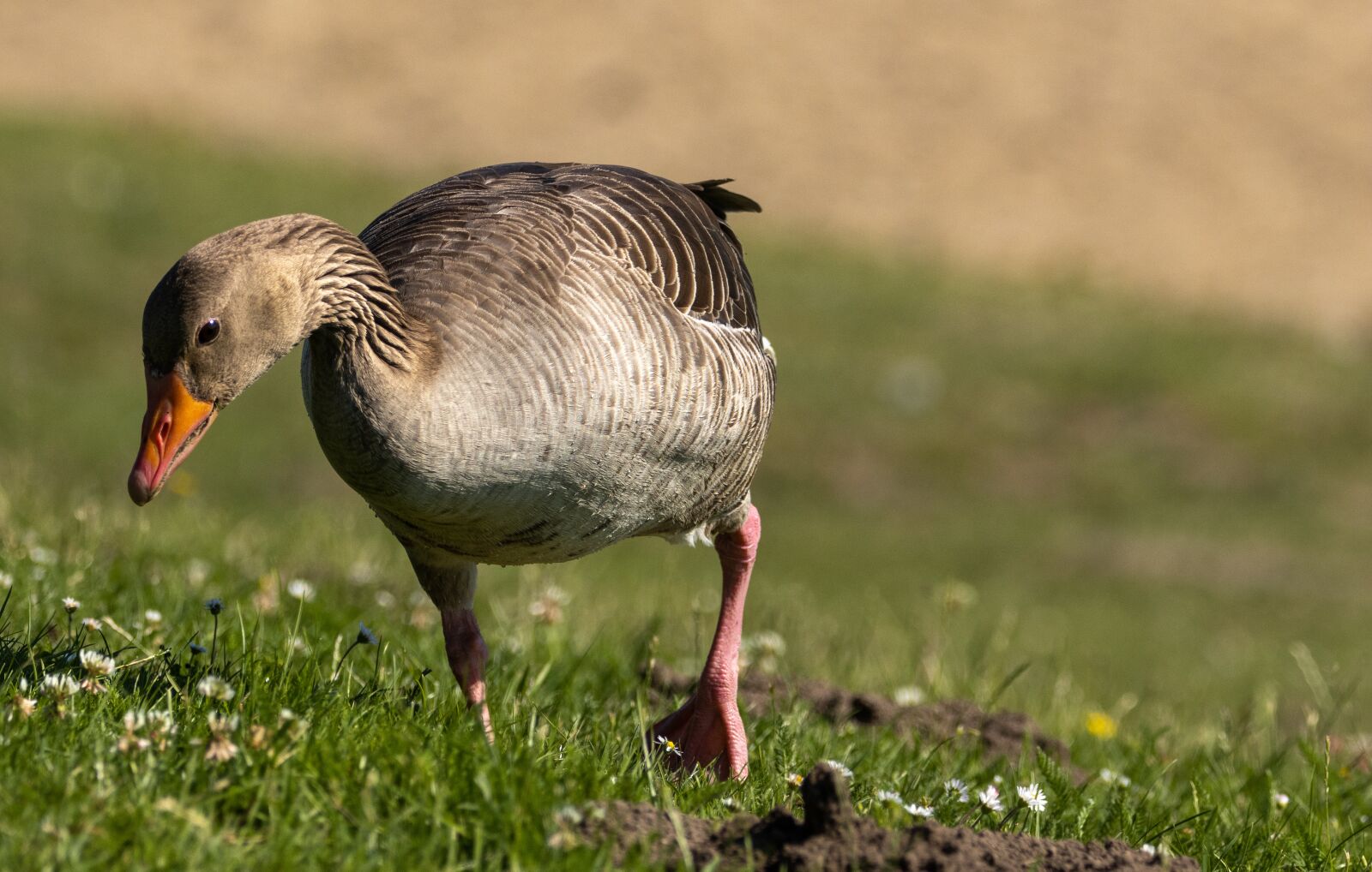 150-600mm F5-6.3 DG OS HSM | Contemporary 015 sample photo. Goose, meadow, bank photography