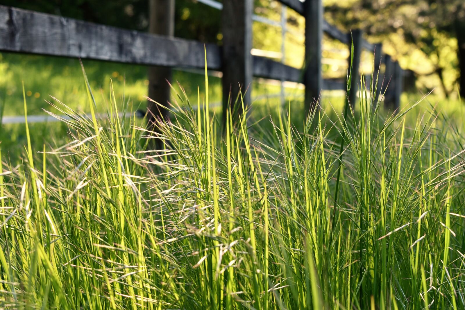 Nikon D5500 sample photo. Meadow, wild, spring photography