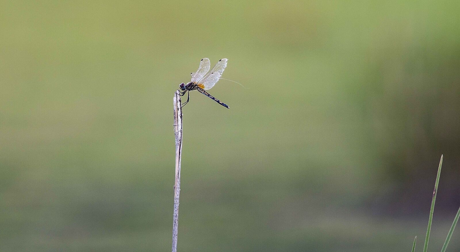 Canon EF 400mm F5.6L USM sample photo. Insect, dragonfly, india photography