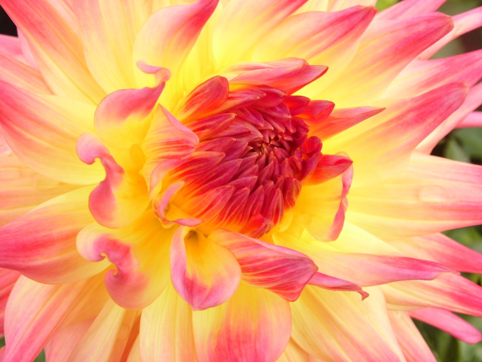 Samsung WB100/  WB101 sample photo. Dahlia, dahlias, autumn photography