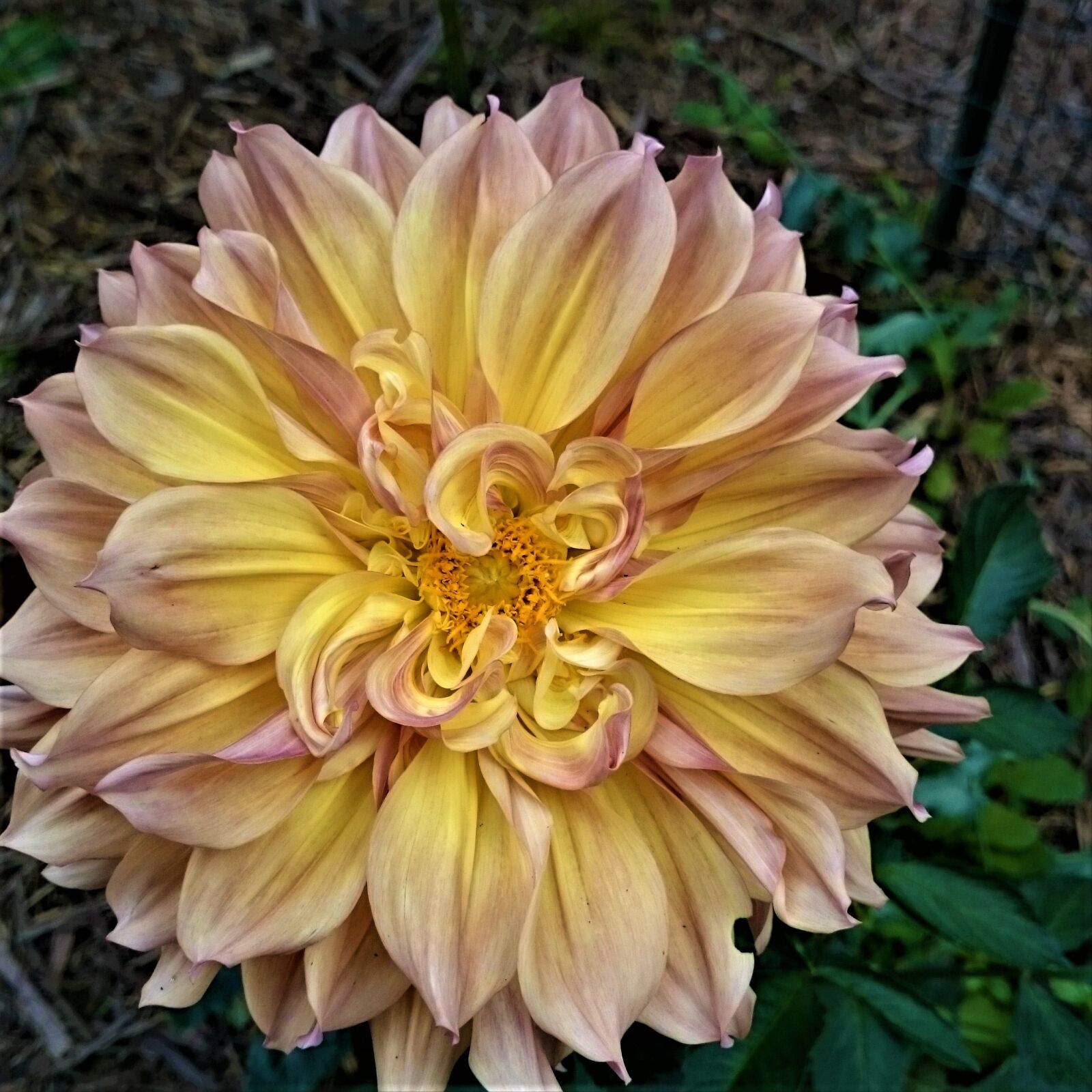 Sony Xperia Z1 sample photo. Dahlia, flower, yellow photography