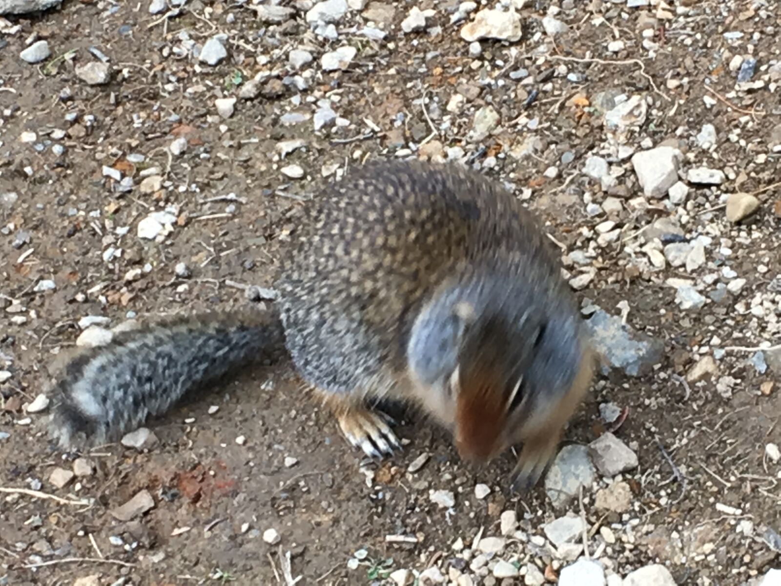 Apple iPhone SE sample photo. Squirrel, ground squirrel, wildlife photography