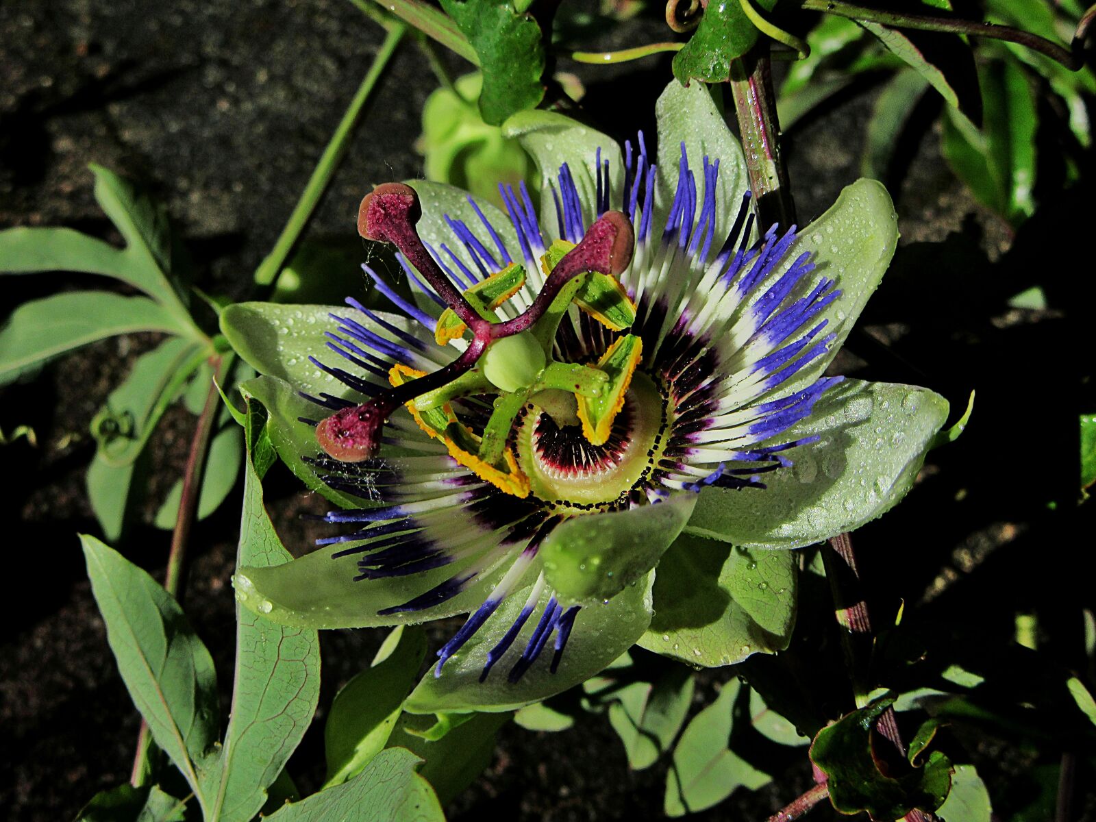 Canon PowerShot SX610 HS sample photo. Passion flower, dew, drops photography