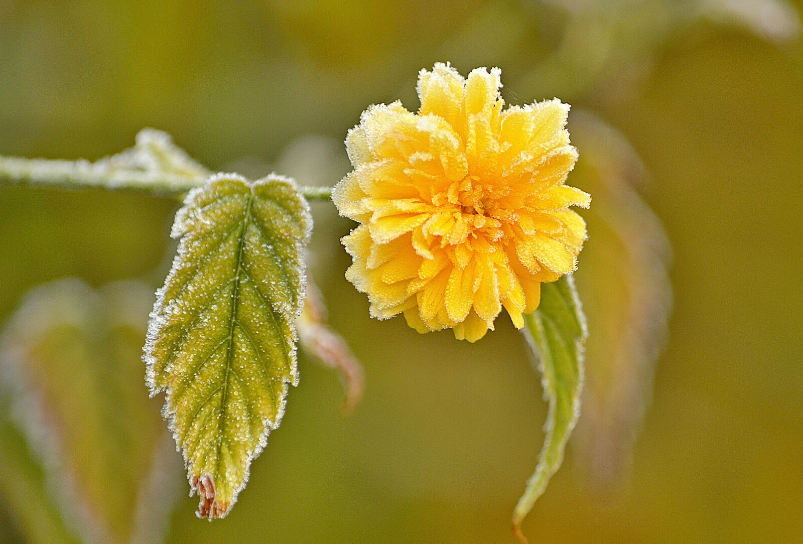 Nikon D3200 sample photo. Flower, yellow, garden photography