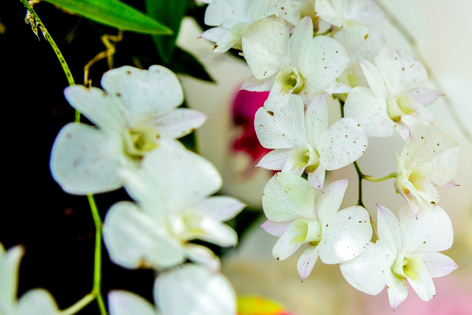 Nikon D800 sample photo. Flor, arvore, paineira photography
