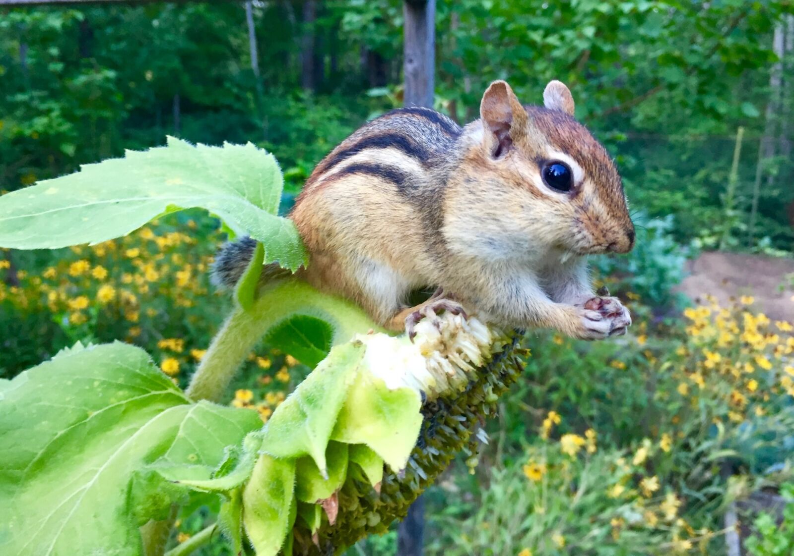 Apple iPhone 6 sample photo. Chipmunk, animal, rodent photography