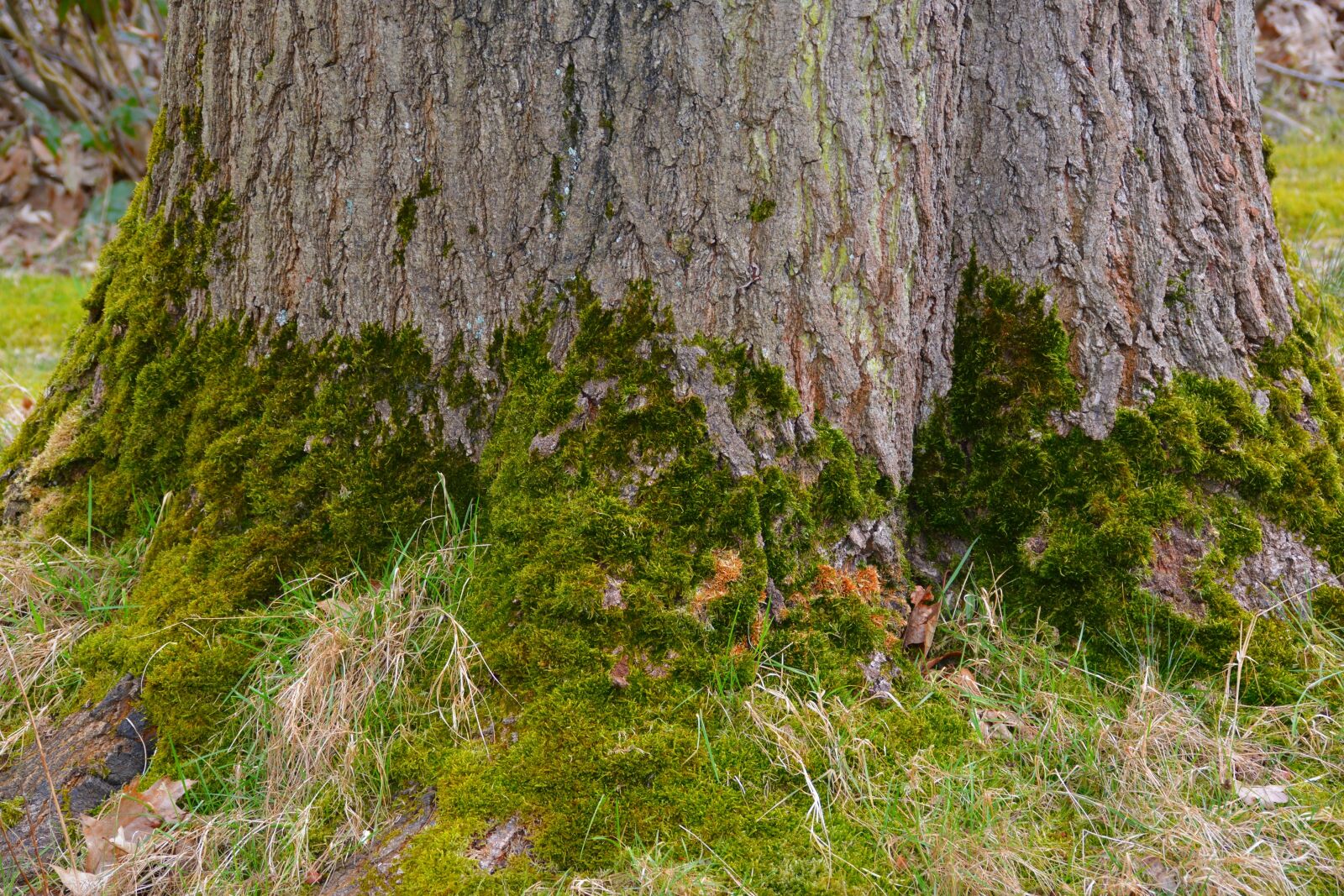 Nikon D5200 sample photo. Nature, wood, tree photography