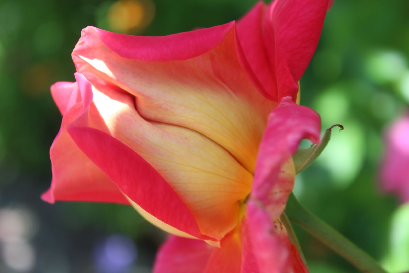 Canon EOS 1300D (EOS Rebel T6 / EOS Kiss X80) sample photo. Rose, pink rose, love photography