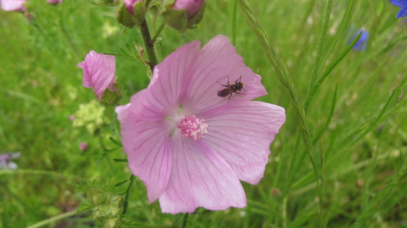 Canon PowerShot G12 sample photo. Insect, flower, pink photography