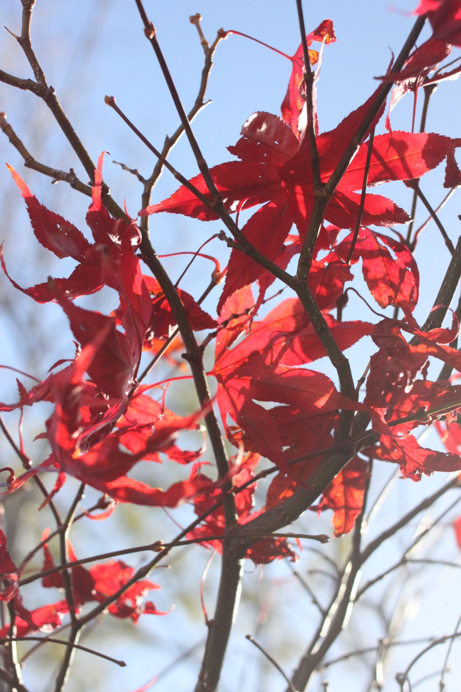 Canon EOS 500D (EOS Rebel T1i / EOS Kiss X3) sample photo. Acer, leaves, tree photography