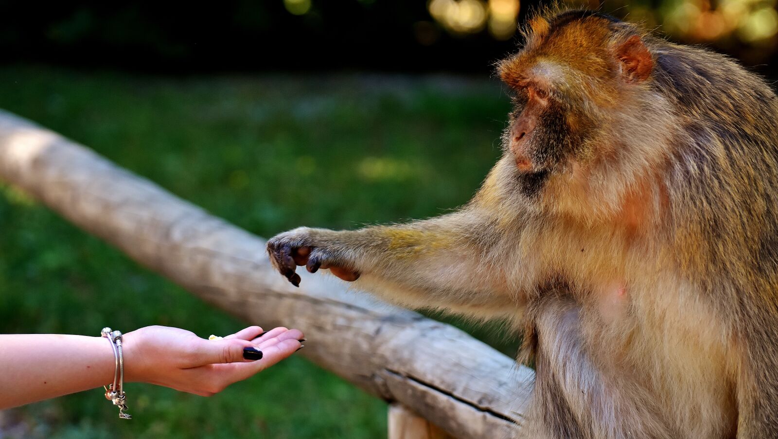 Nikon D7200 sample photo. Ape, baby monkey, eat photography