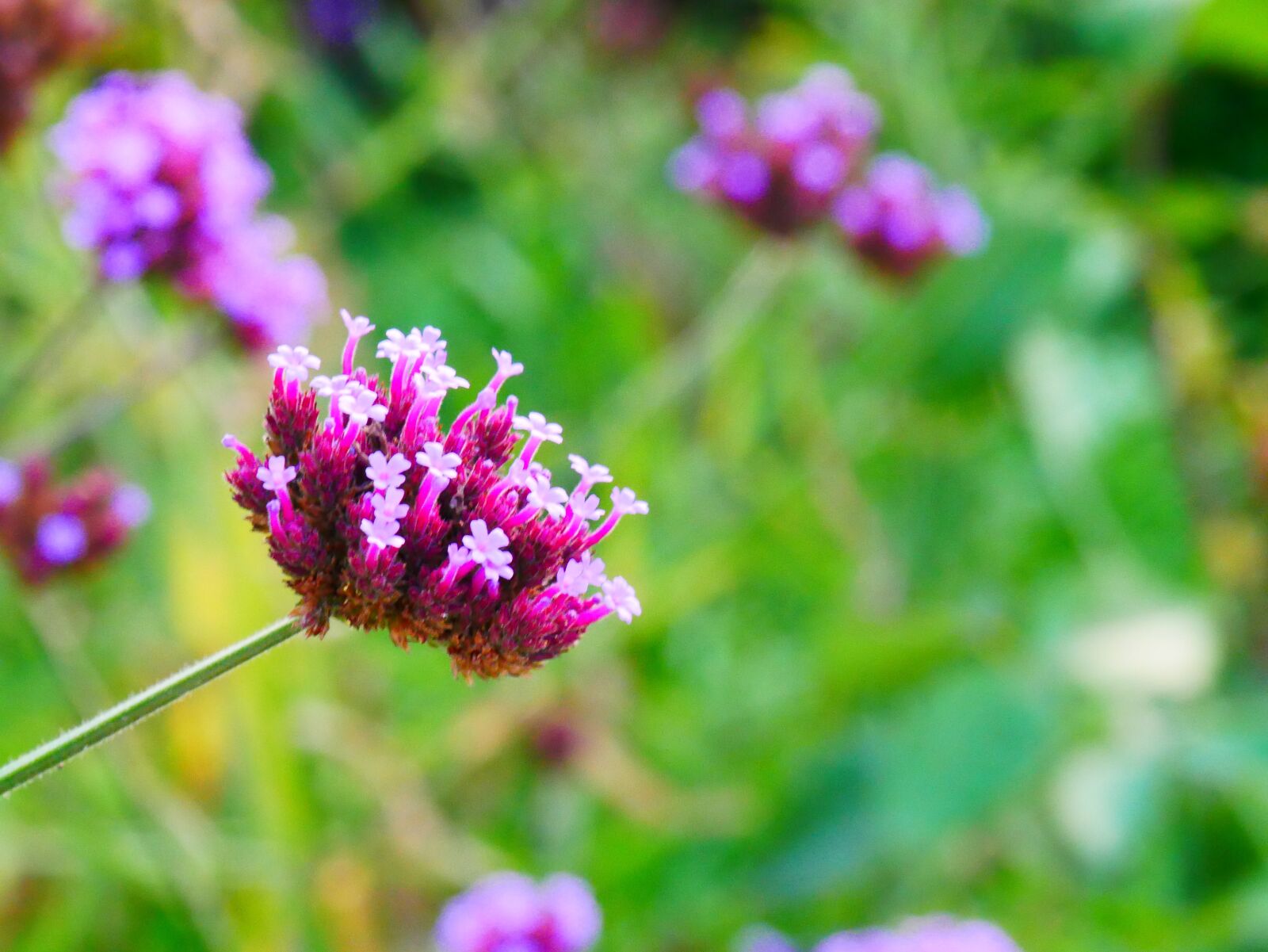 Panasonic Lumix DMC-G85 (Lumix DMC-G80) sample photo. Flower, flowers, spring photography