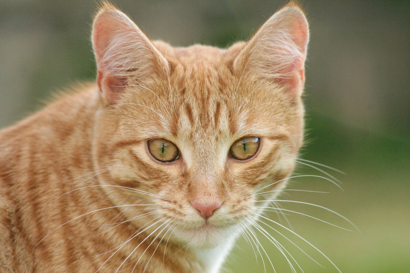 Canon EOS 350D (EOS Digital Rebel XT / EOS Kiss Digital N) sample photo. Cat photography