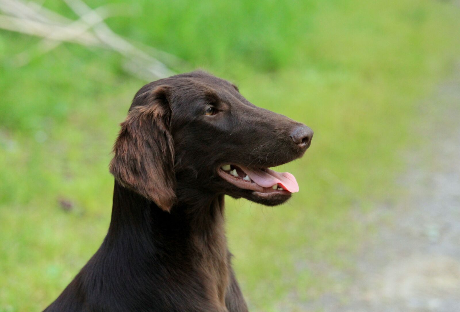 Canon EOS 7D + Canon EF 70-200mm F4L IS USM sample photo. Animals, dog, cute photography