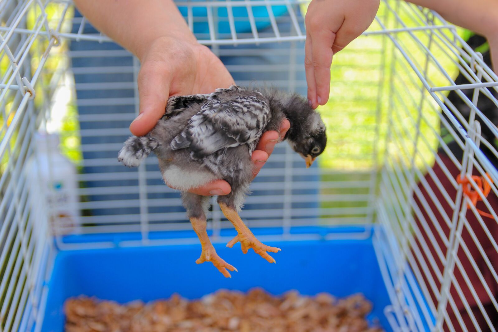 Canon EOS 550D (EOS Rebel T2i / EOS Kiss X4) sample photo. Petting, chick, bird photography