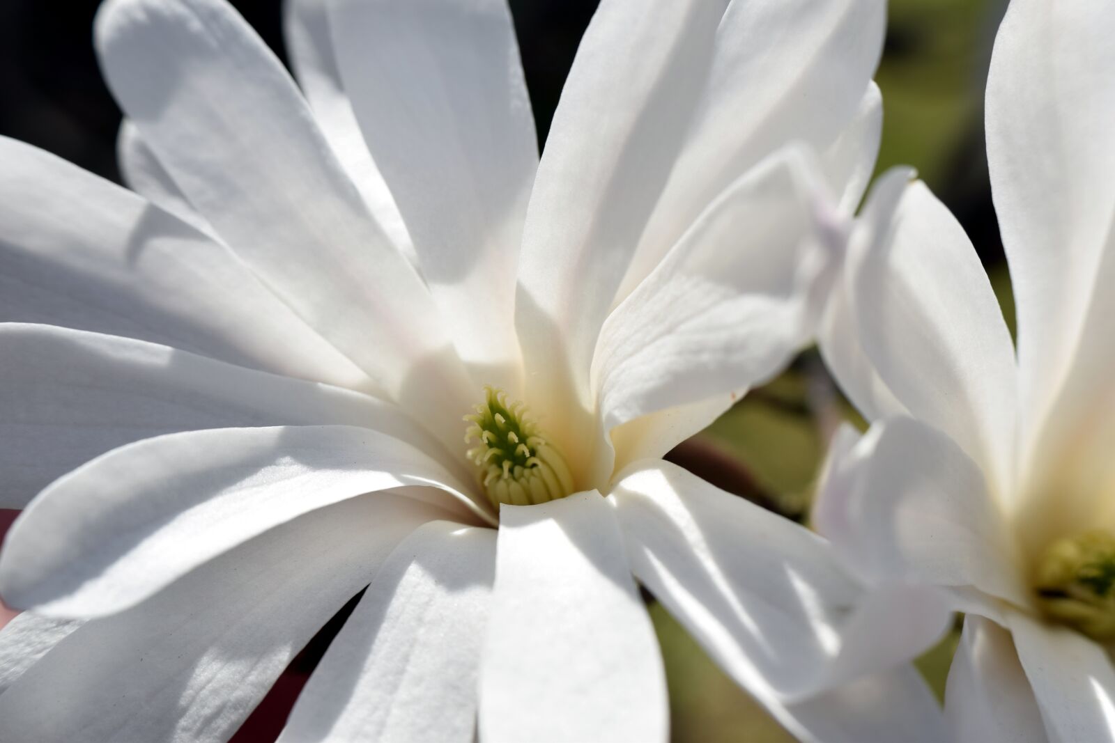Nikon D5300 sample photo. Flower, nature, plant photography