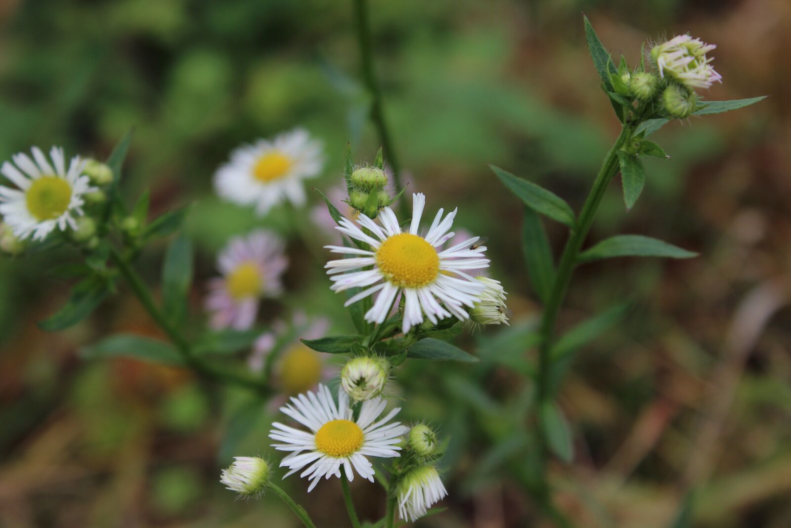 Canon EOS 600D (Rebel EOS T3i / EOS Kiss X5) sample photo. Flowers, nature, garden photography