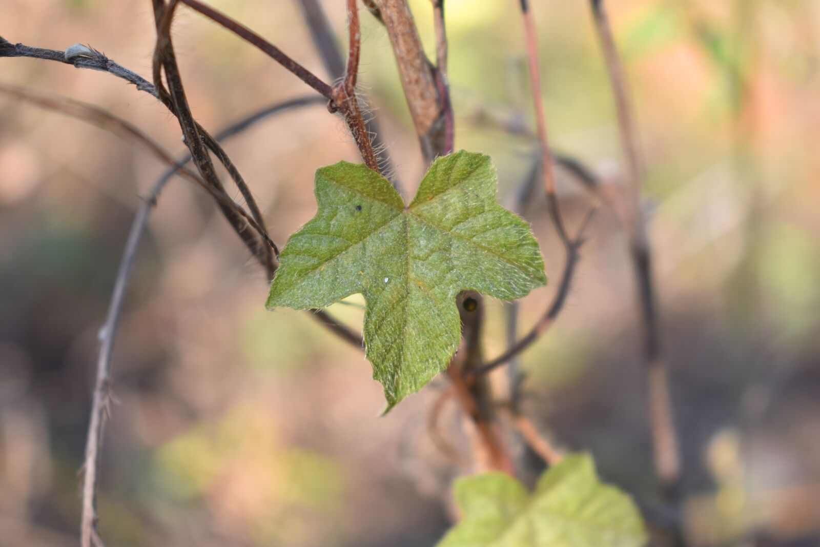 Nikon D3400 sample photo. Leaf, nature, plant photography