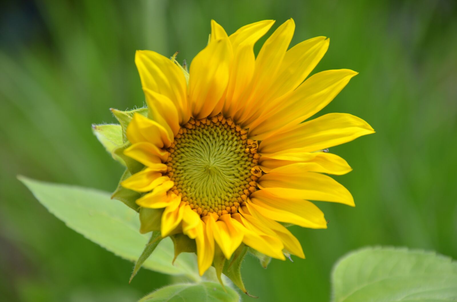 Nikon D5100 sample photo. Sunflower, summer, blossom photography