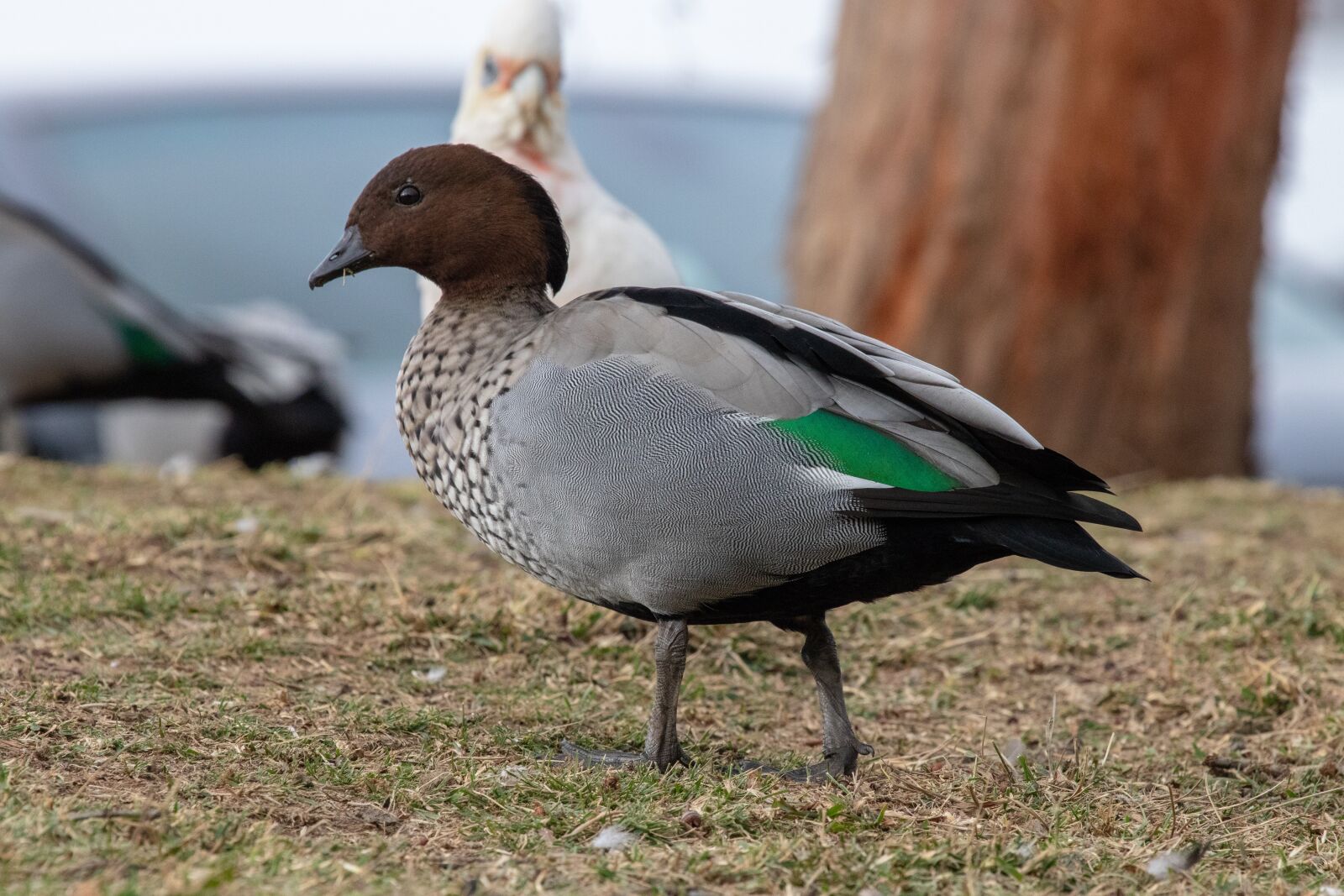 Canon EF 100-400mm F4.5-5.6L IS USM sample photo. Wildlife, bird, nature photography