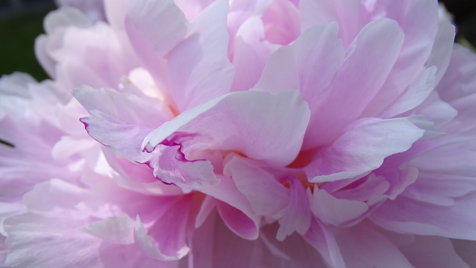 Sony Cyber-shot DSC-HX400V sample photo. Peony, flower, pink photography