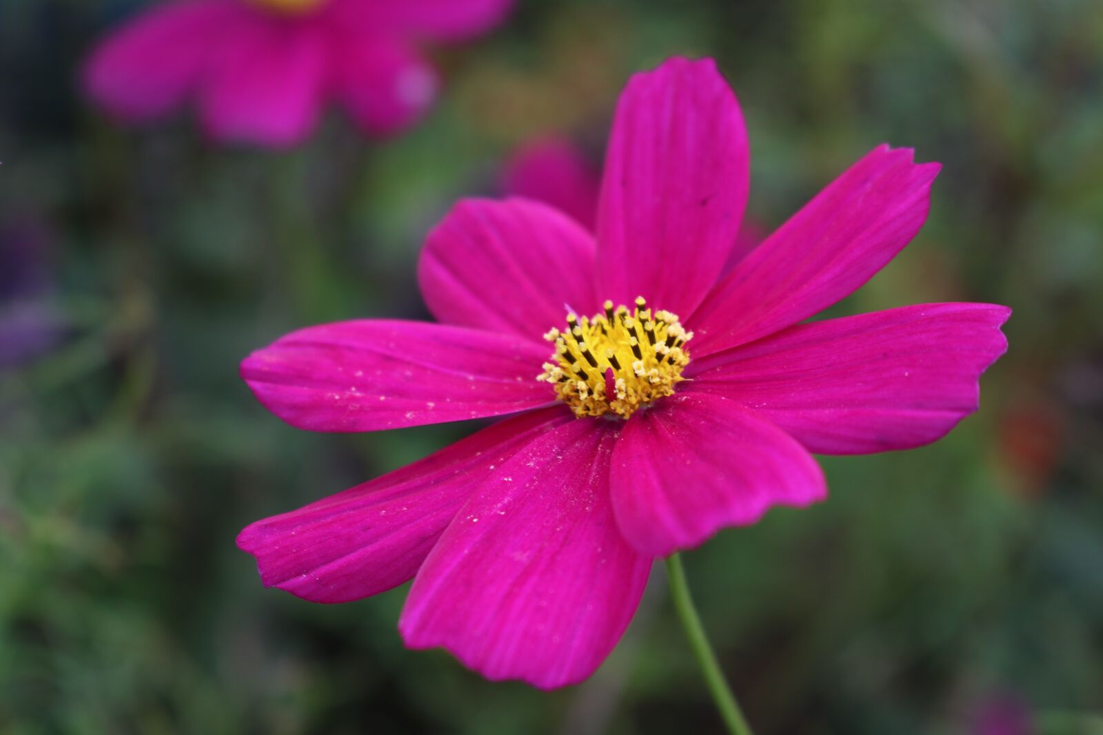 Canon EOS 750D (EOS Rebel T6i / EOS Kiss X8i) sample photo. Cosmos, flower, pink photography