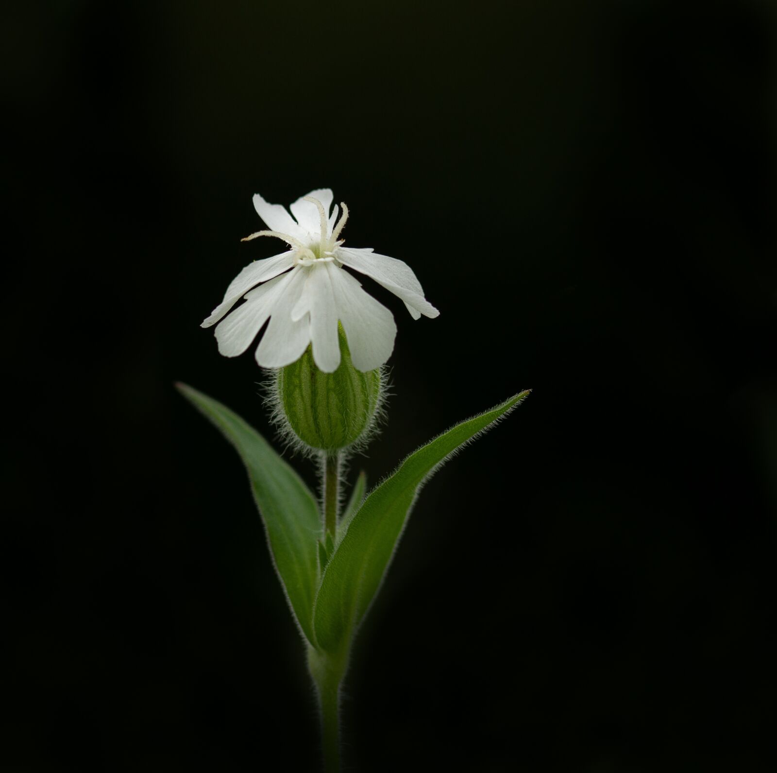 Sony SLT-A77 + 105mm F2.8 sample photo. White, campion, blossom photography