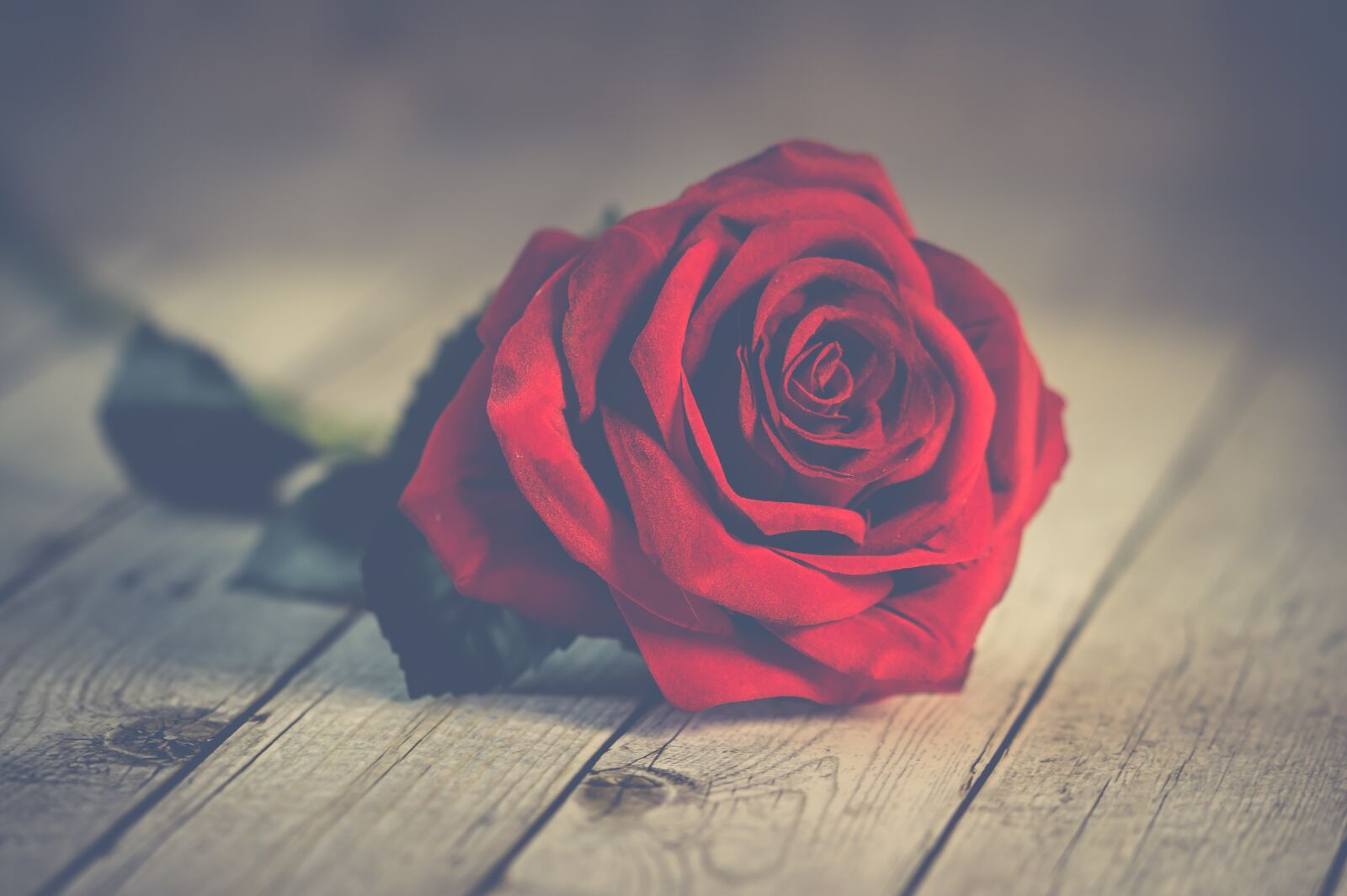 Sony SLT-A58 + 105mm F2.8 sample photo. Roses, romantic, valentine photography