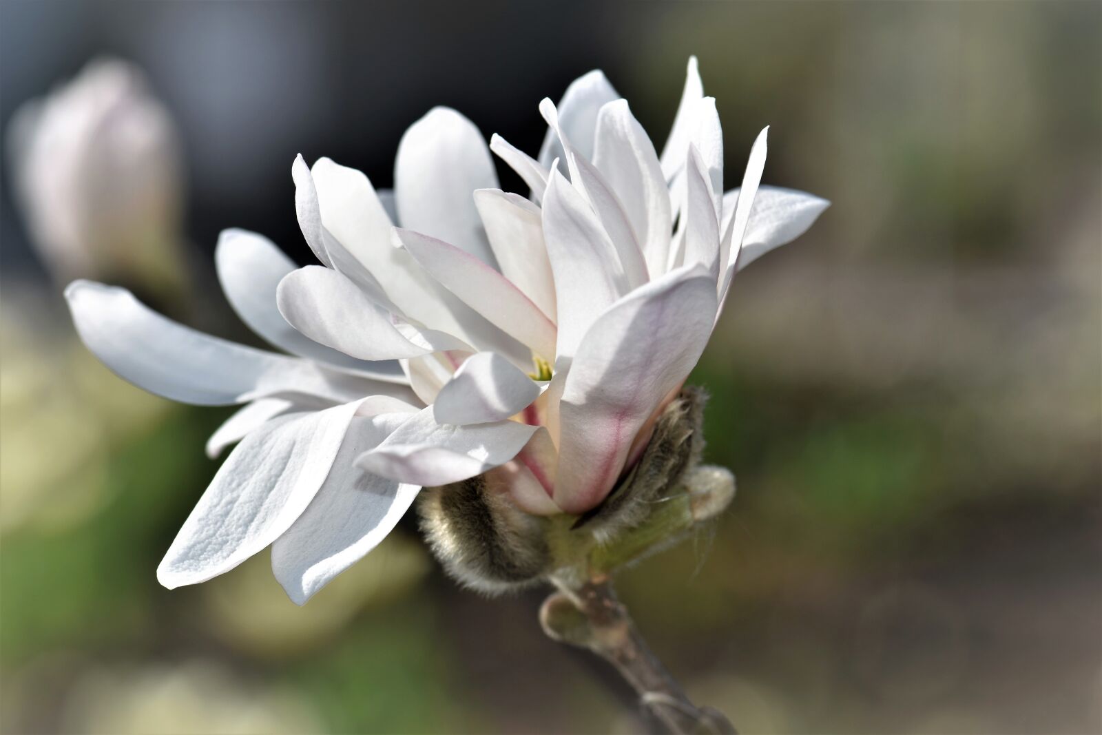 Nikon D5500 sample photo. Magnolia, flower, blossom photography