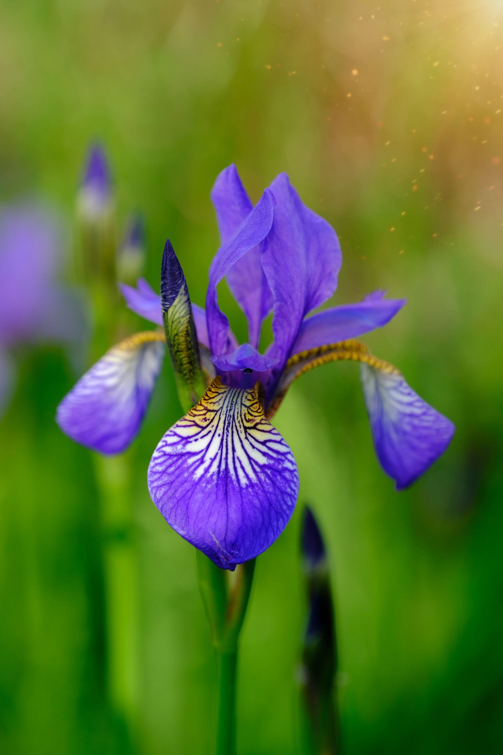 Fujifilm X-T2 + Fujifilm XF 80mm F2.8 R LM OIS WR Macro sample photo. Lily, iris, polle photography