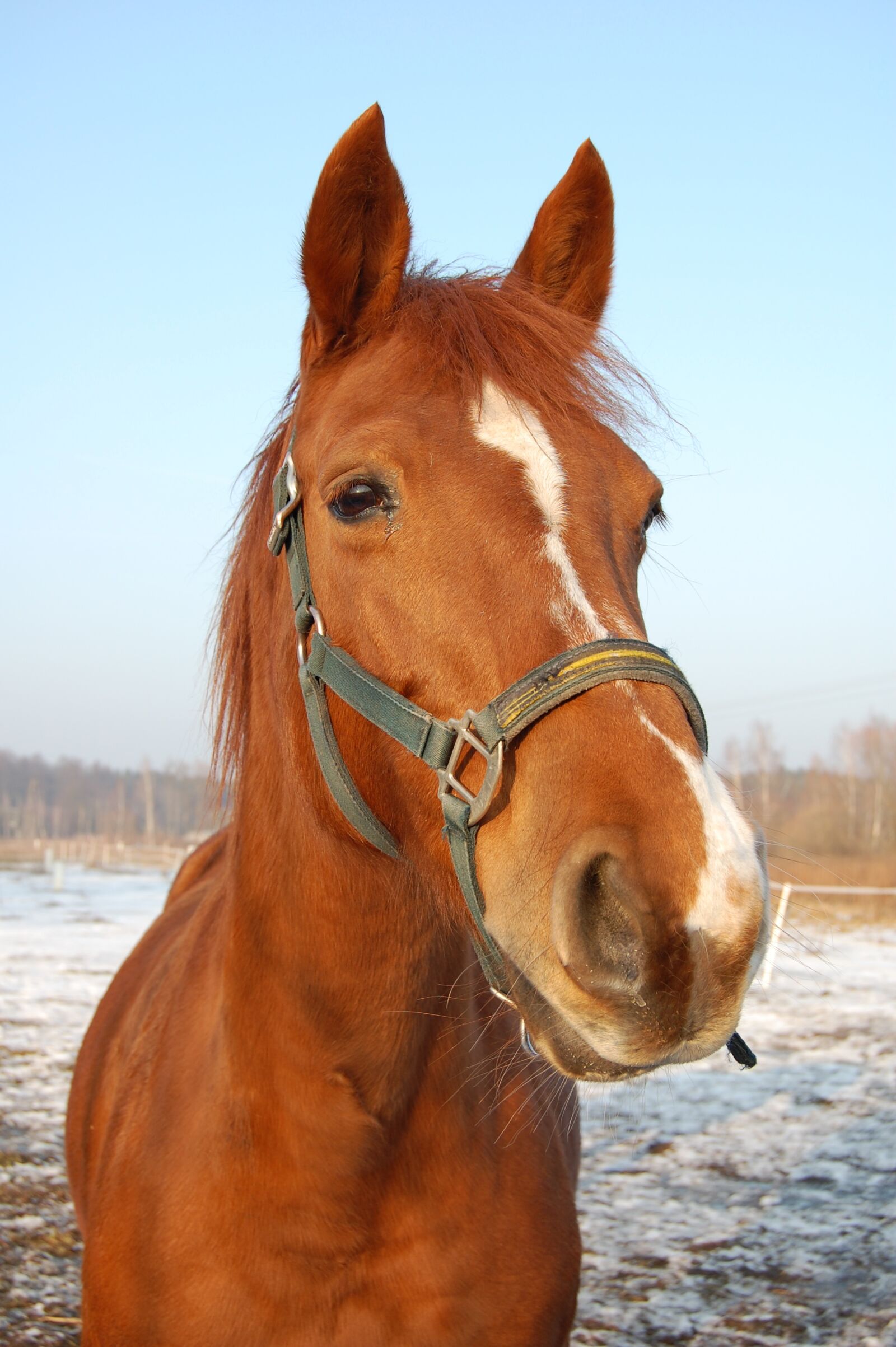 Nikon D40 sample photo. The horse, snout, horse photography