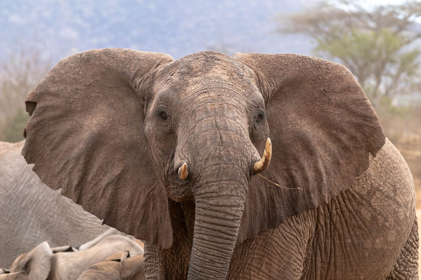 Canon EOS 80D sample photo. Africa, kenya, tsavo west photography