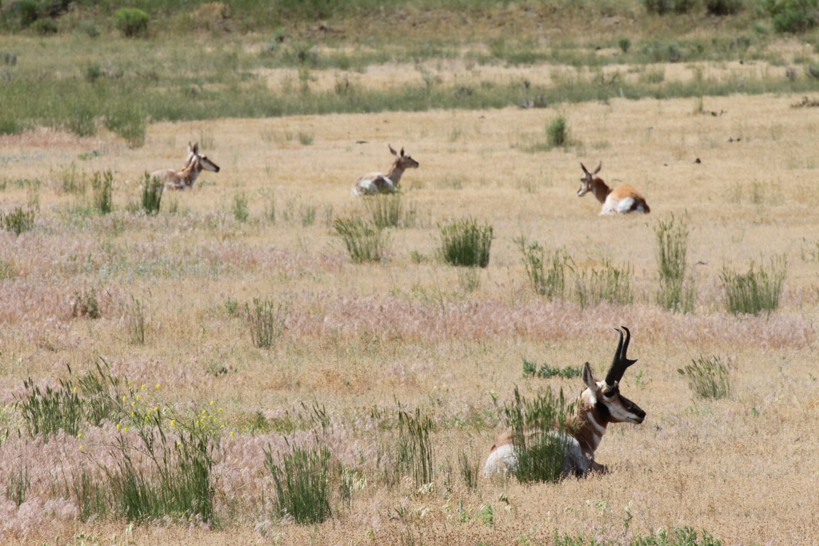 Canon EOS 7D sample photo. Pronghorn, american antelope, yellowstone photography