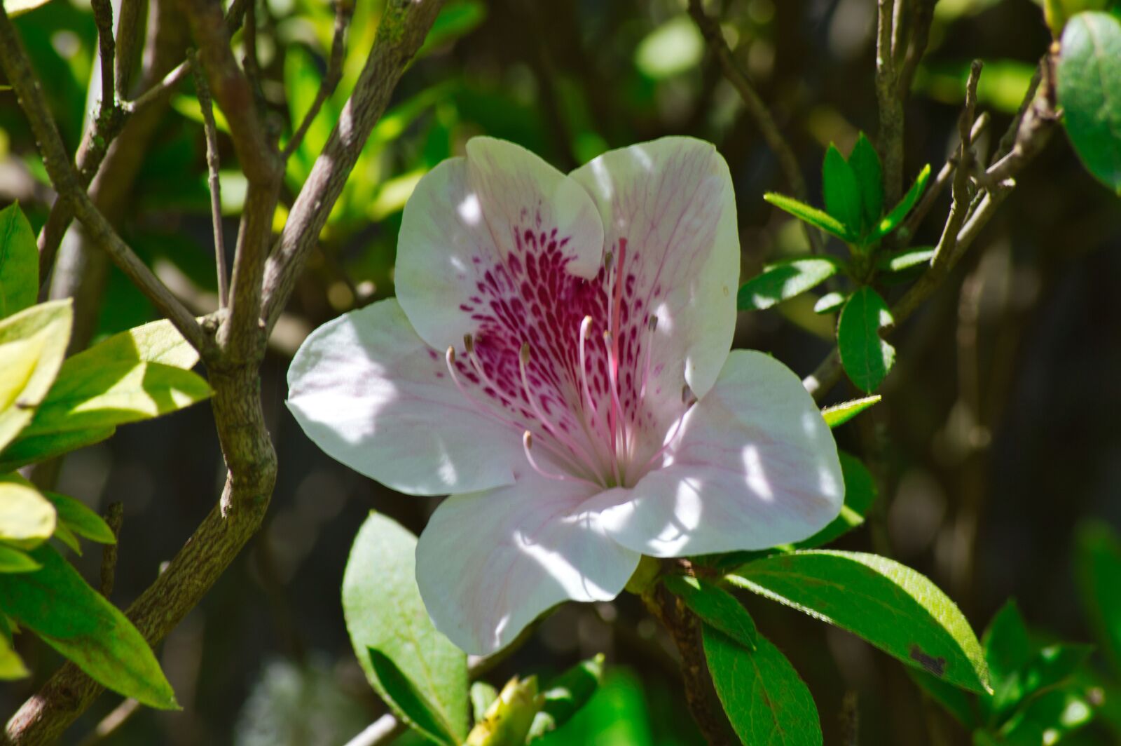 Nikon D3200 sample photo. Costa rica, flowers, garden photography