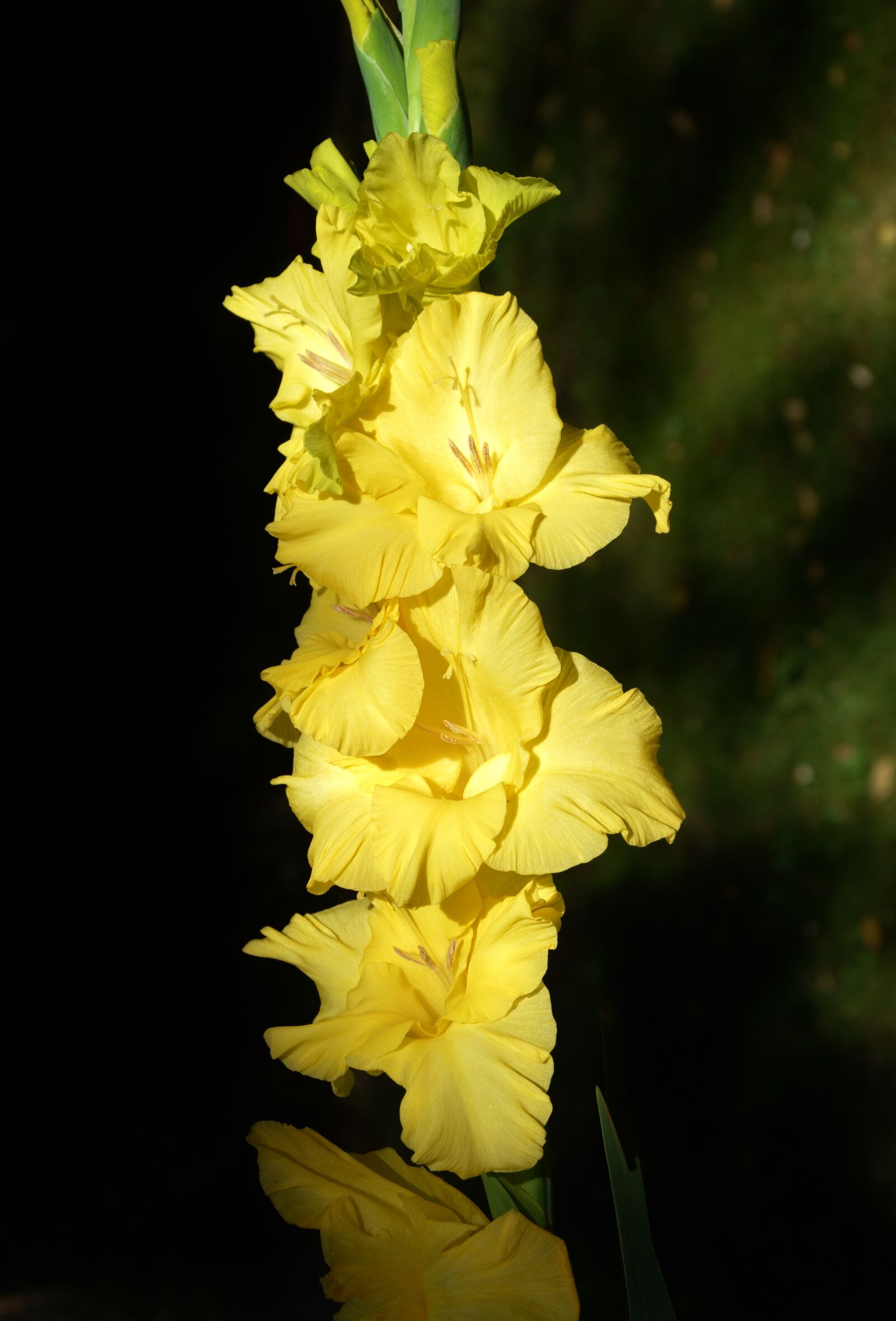 Nikon D3200 sample photo. Gladiolus, gladidus, butterfly greenhouse photography