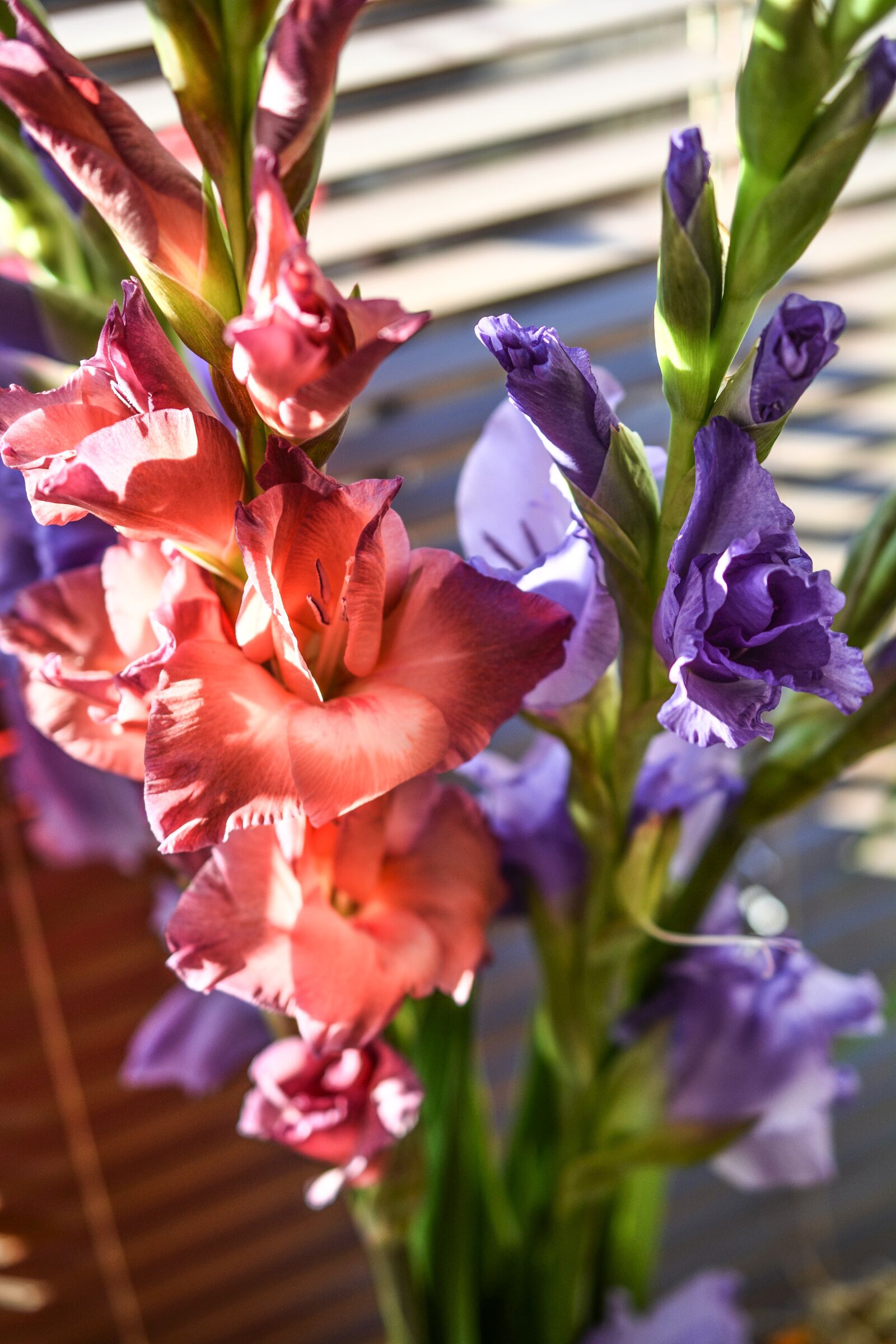 Nikon D5200 sample photo. Gladiola, gladioli, flowers photography